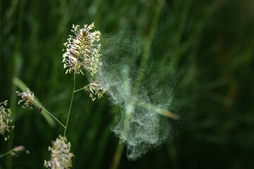 Bluetenstaub Allergien