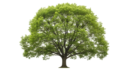 Single large green tree isolated on white background.