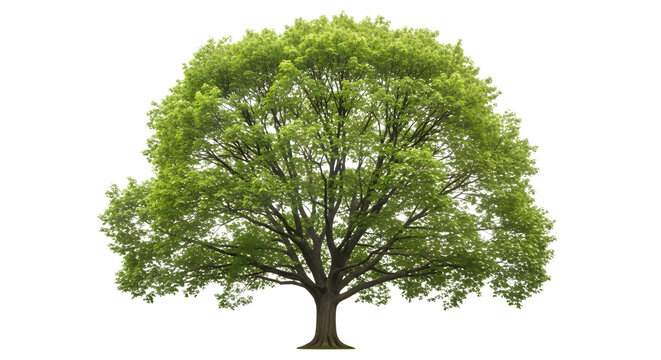 Single large green tree isolated on white background.