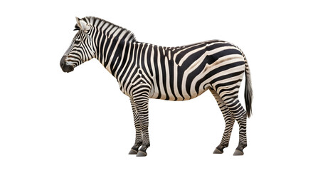 Striking Zebra Portrait A Majestic Animal with Bold Stripes.
