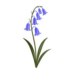 Bluebell Flower