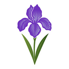 Iris Flower