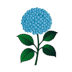 Hydrangea Flower