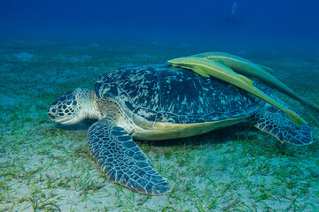 Fototapeta premium Egypt, Marsa Alam, Abu Dabab, Green Sea Turtle (Chelonia mydas) with Remora (Remora brachyptera)