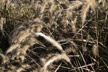 Fluffy dried grass in golden tones
