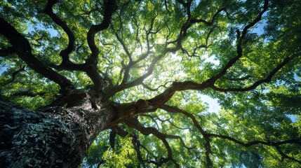 Fototapeta premium Majestic Old Tree Canopy Creating Natural Pattern and Peaceful Forest Atmosphere