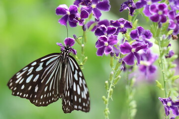伊丹市昆虫館、兵庫県