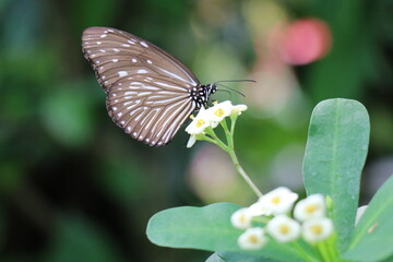 伊丹市昆虫館、兵庫県