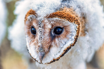 African baby owl standing on a branch in the bush warming in the sun, macro headshot