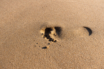 Detailed single human footprint deeply impressed in wet golden beach sand showing clear toe and heel marks with natural lighting and texture.