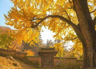 Ginkgo trees and Korean traditions
