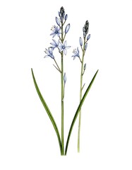 Delicate, light blue flowers with long green leaves