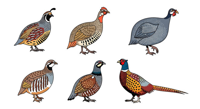 A collection of various wild birds, including pheasants, pigeons, and quails, with colorful feathers isolated on a white background - Powered by Adobe
