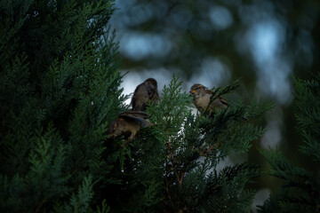 Close-Up of three sparrows erched on conifer branch in dim forest light — capturing the quiet...