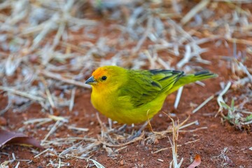 Canary-of-Terra, Sicalis Flaveola L., small Brazilian yellow bird of very Arministic and relaxing...