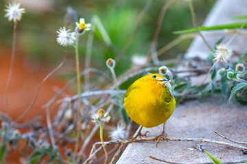 Canary-of-Terra, Sicalis Flaveola L., small Brazilian yellow bird of very Arministic and relaxing singing present in cities and interior. Canário da terra