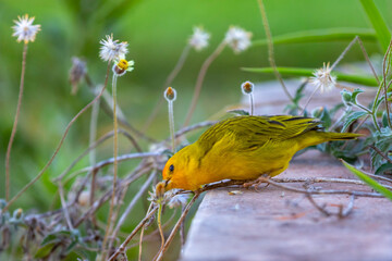 Canary-of-Terra, Sicalis Flaveola L., small Brazilian yellow bird of very Arministic and relaxing singing present in cities and interior. Canário da terra