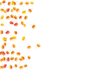 Maple leaves vector background, autumn foliage on white graphic design. Canadian symbol maple red yellow gold dry autumn leaves. Falling tree foliage october background pattern.