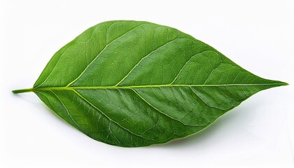 Obraz premium vibrant green leaf with intricate textures and natural patterns isolated on a white background