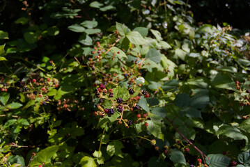 Ripe and unripe blackberries on a bush are shown in a close-up outdoor view during the summer.