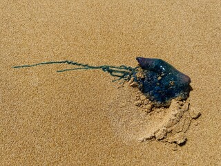 Portuguese man o’ war jellyfish washed up on the beach