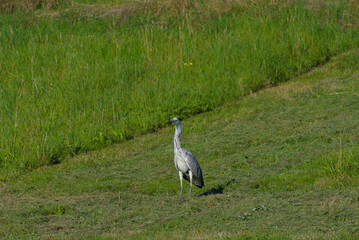 A gray heron stands on a grassy field in an outdoor, vertical portrait view in the daytime.