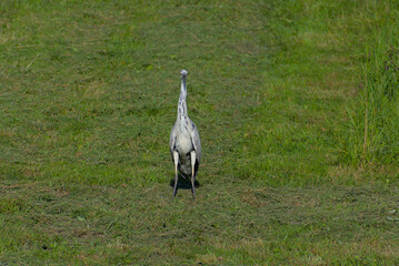 A gray heron stands on a grassy field in an outdoor, vertical portrait view in the daytime.