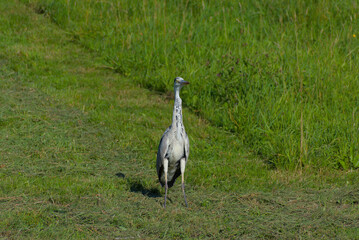 A gray heron stands on a grassy field in an outdoor, vertical portrait view in the daytime.