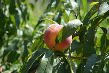 Beautiful, colorful nature, natural farming. Orange juicy ripe peach fruits with red spots with long green leaves growing on peach branches.