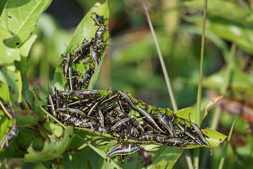 Juvenile grasshoppers on a leaf