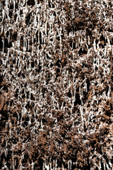 Salzablagerungen auf Reisig