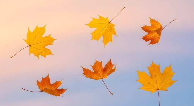 Autumn maple leaves falling against a soft blue sky with warm sunlight