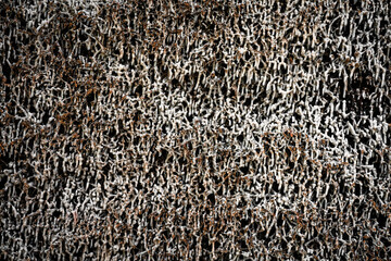 Salzablagerungen auf Reisig