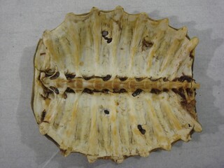 The shell of softshell turtles, known as Biegap, combines hard and soft bone layers. It has long...