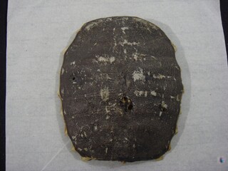 Biegap is the shell of softshell turtles in the family Trionychidae, with a hard center and soft...