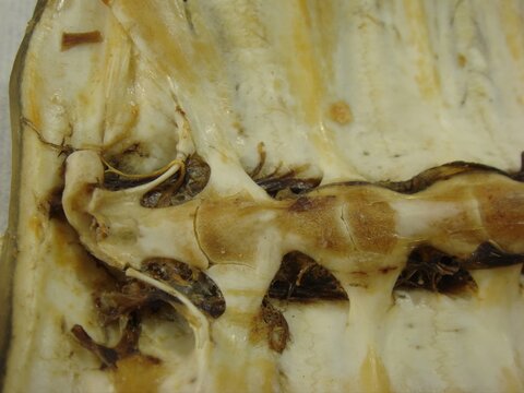 Biegap, the carapace of softshell turtles, is recognized in traditional medicine. With its unique structure, it is boiled for remedies that support vitality and is also consumed for nutrition in Korea