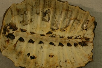 Biegap, the carapace of softshell turtles, is prized in Korean medicine. Boiled for remedies that...