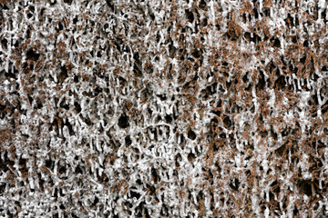 Salzablagerungen auf Reisig