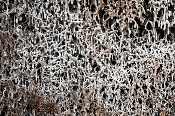 Salzablagerungen auf Reisig