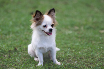 A cute dog is sitting in the grass.