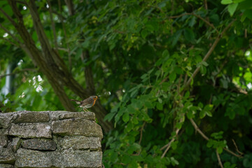 European robin on a mossy wall. European robin (Erithacus rubecula) adult bird perched on a garden wall. 