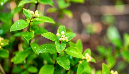 Delicate spring blooms