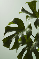 Monstera Deliciosa Leaves Against a Soft Green Background