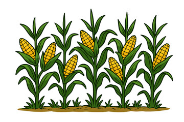 Corn cobs growing on stalks in a vibrant cornfield. Vector cartoon illustration of a corn plantation. Concept for agriculture, harvest, organic food, farming, and maize crop.