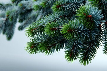 Obraz premium Lush evergreen branches glisten under soft winter light, showcasing nature's beauty in a serene landscape