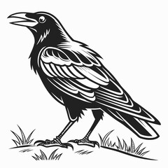 crow on a white background