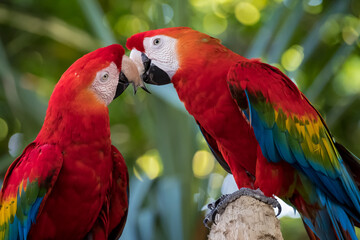 Zwei verliebte, turtelnde Papageien im Hafen von Cartagena in Kolumbien. 11.12.18