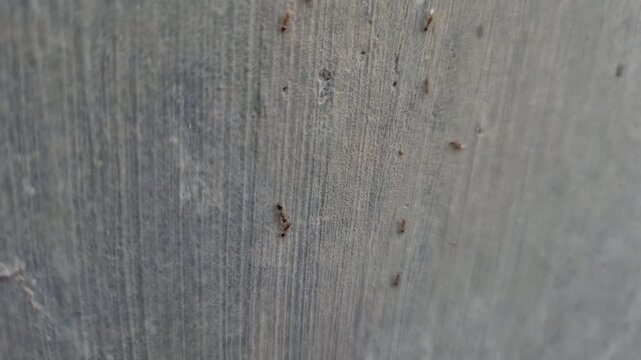 A group of red ants walking on the wall texture the morning. Macro