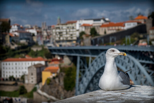 Moewe in Porto