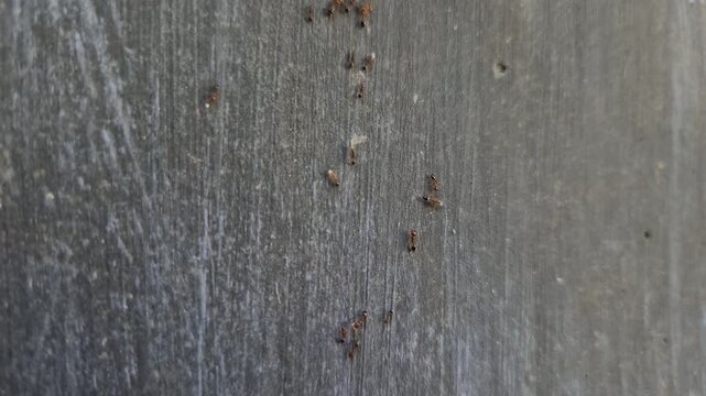 A group of red ants walking on the wall texture the morning. Macro